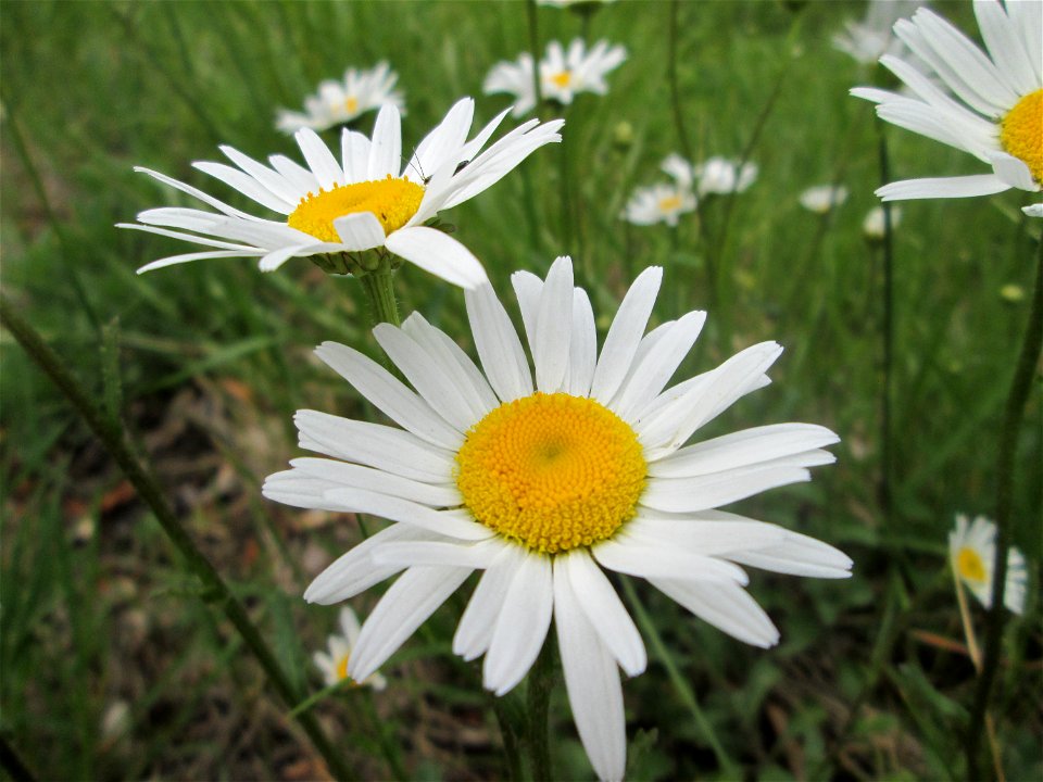 Wiesen-Margerite (Leucanthemum vulgare) im Landschaftsschutzgebiet „Wisch- und Wogbachtal“ bei Fechingen