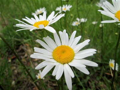Wiesen-Margerite (Leucanthemum vulgare) im Landschaftsschutzgebiet „Wisch- und Wogbachtal“ bei Fechingen