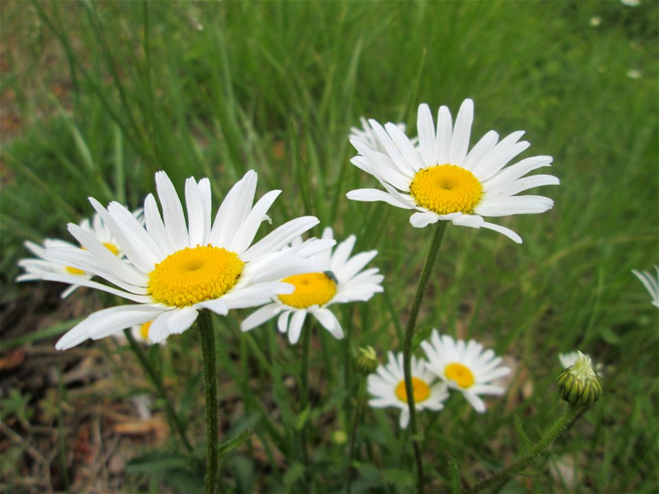 Wiesen-Margerite (Leucanthemum vulgare) im Landschaftsschutzgebiet „Wisch- und Wogbachtal“ bei Fechingen