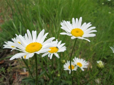 Wiesen-Margerite (Leucanthemum vulgare) im Landschaftsschutzgebiet „Wisch- und Wogbachtal“ bei Fechingen