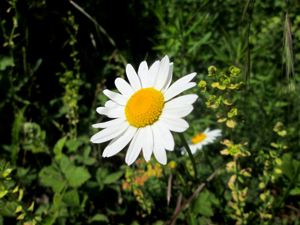 Wiesen-Margerite (Leucanthemum vulgare) im Landschaftsschutzgebiet „Staatsforst Saarbrücken“ am Heinrichshaus (Gemarkung Burbach)