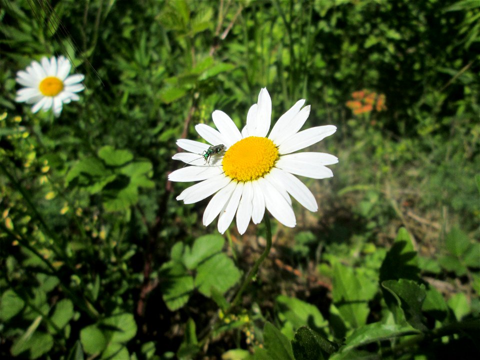 Wiesen-Margerite (Leucanthemum vulgare) im Landschaftsschutzgebiet „Staatsforst Saarbrücken“ am Heinrichshaus (Gemarkung Burbach)