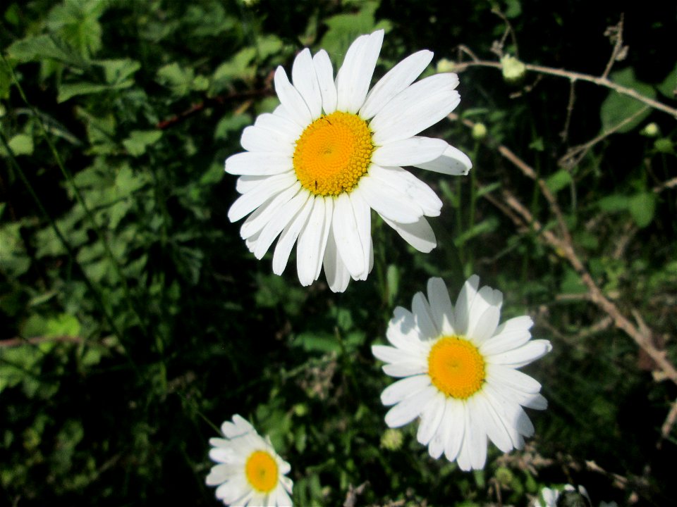 Wiesen-Margerite (Leucanthemum vulgare) in Saarbrücken
