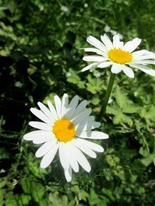 Wiesen-Margerite (Leucanthemum vulgare) in Saarbrücken