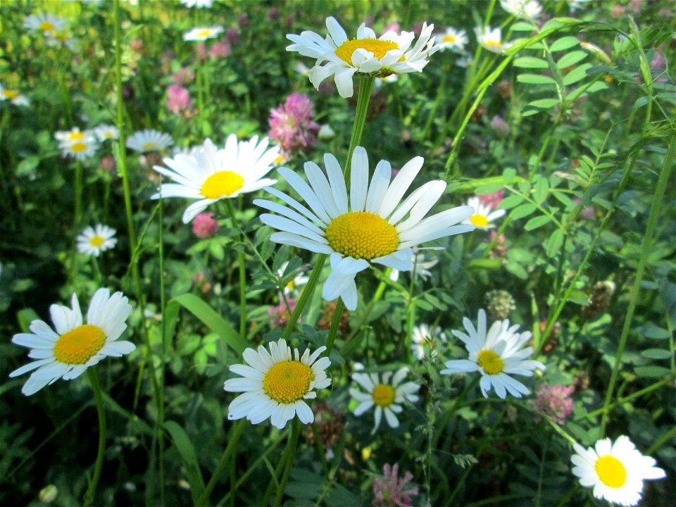 Wiesen-Margeriten (Leucanthemum vulgare) im Bürgerpark Saarbrücken