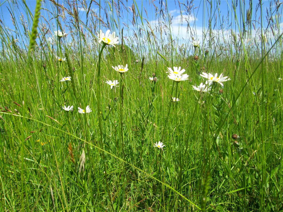 Wiesen-Margerite (Leucanthemum vulgare) nahe der Beierwies im Landschaftsschutzgebiet „Wisch- und Wogbachtal“ oberhalb von Fechingen
