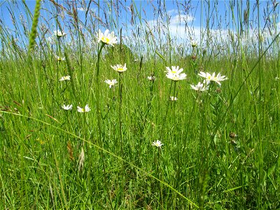 Wiesen-Margerite (Leucanthemum vulgare) nahe der Beierwies im Landschaftsschutzgebiet „Wisch- und Wogbachtal“ oberhalb von Fechingen