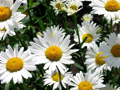 Daisies photo