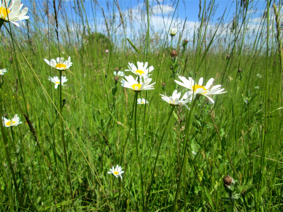 Wiesen-Margerite (Leucanthemum vulgare) nahe der Beierwies im Landschaftsschutzgebiet „Wisch- und Wogbachtal“ oberhalb von Fechingen