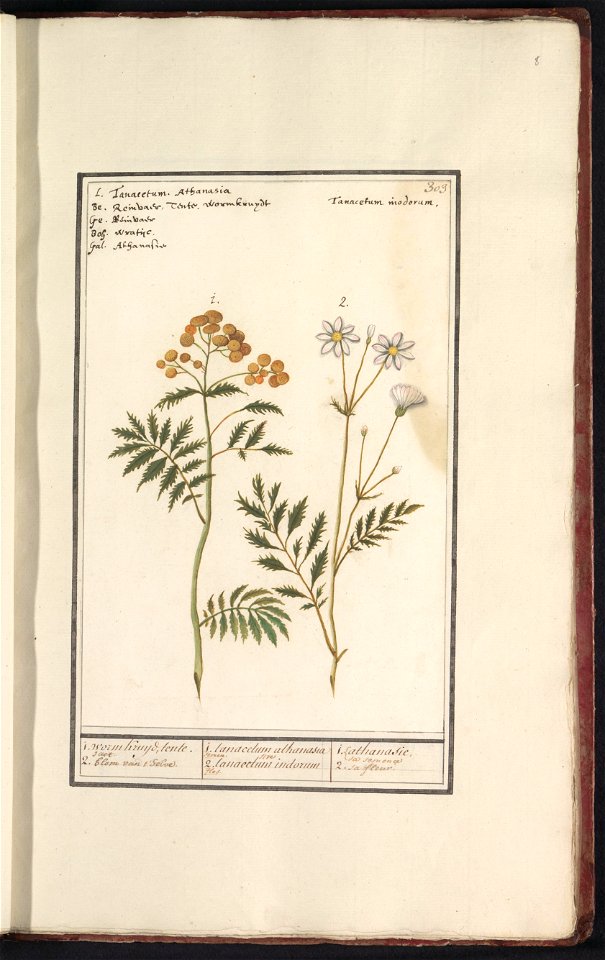 IdentificatieTitel(s): Boerenwormkruid (Tanacetum vulgare)1. worm Kruijd, tente. 2. blom van 't selve. / 1. tanacetum athanasia 2. tanacetum indorum / 1. athanasie, sa semence 2. sa fleur (titel op ob