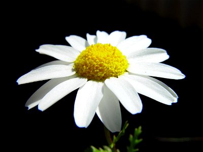Image title: Daisy on dark background Image from Public domain images website, http://www.public-domain-image.com/full-image/flora-plants-public-domain-images-pictures/flowers-public-domain-images-pic photo