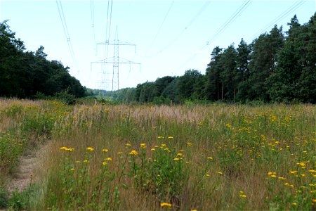 Naturschutz- und FFH-Gebiet Herrensee, Lange-Damm-Wiesen und Barnim-Hänge am 5. August 2020.