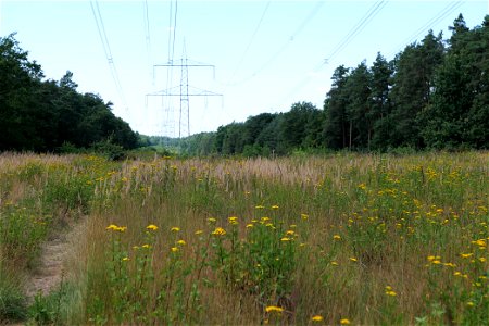 Naturschutz- und FFH-Gebiet Herrensee, Lange-Damm-Wiesen und Barnim-Hänge am 5. August 2020. photo