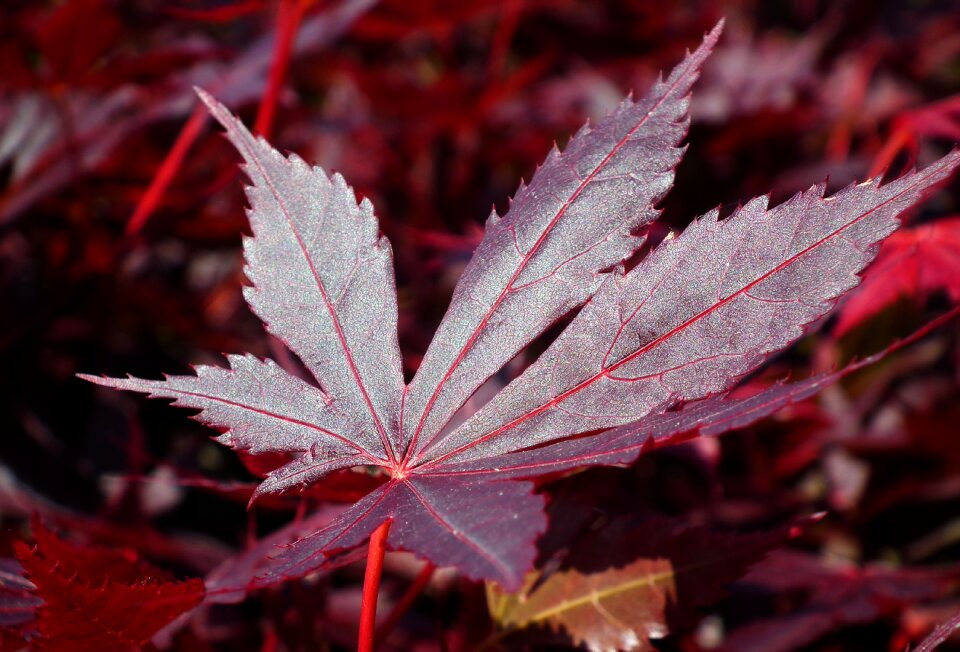 Leaf spring closeup