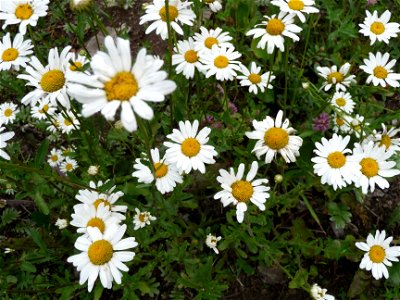 Leucanthemum vulgare
Русский:  Нивяник обыкновенный