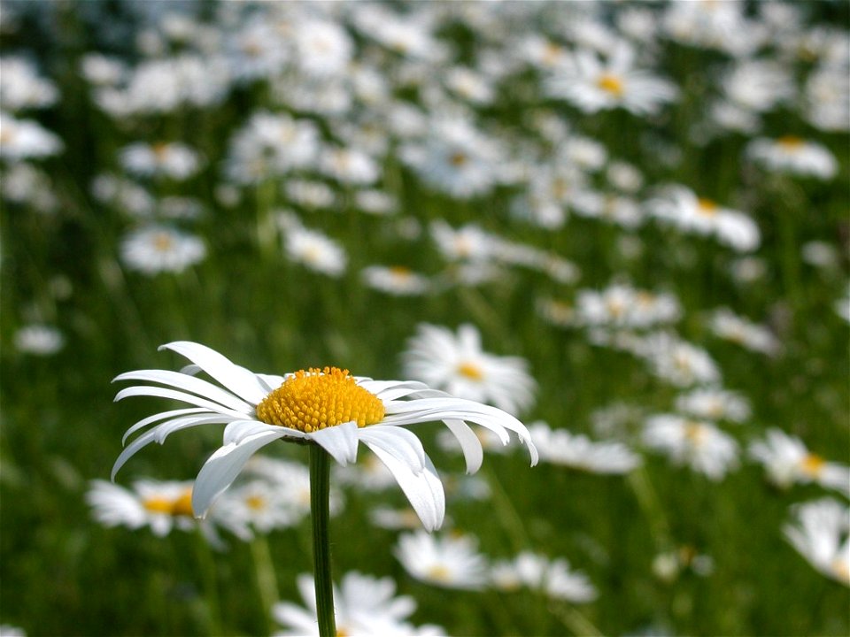 Leucanthemum photo