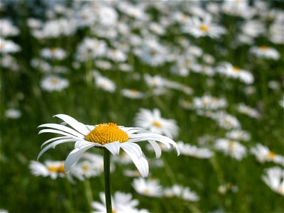 Leucanthemum