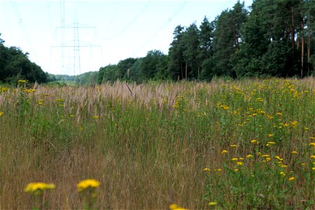 Naturschutz- und FFH-Gebiet Herrensee, Lange-Damm-Wiesen und Barnim-Hänge am 5. August 2020. photo