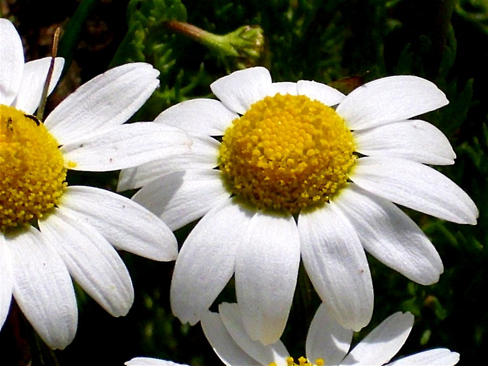 Leucanthemum vulgare inflorescence, Dehesa Boyal de Puertollano, Spain