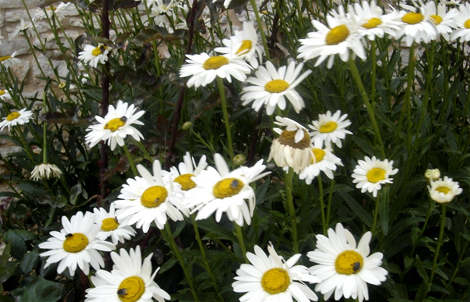 Leucanthemum vulgare