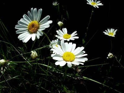 Leucanthemum vulgare in the wild, Castelltallat Catalonia photo