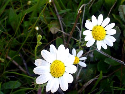 Leucanthemum vulgare inflorescence, Dehesa Boyal de Puertollano, Spain