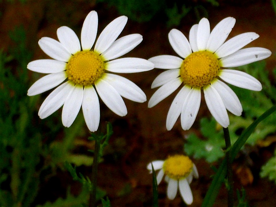 Leucanthemum vulgare inflorescence close up, Sierra Madrona, Spain