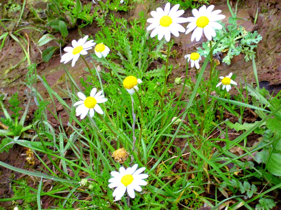 Leucanthemun vulgare habit, Sierra Madrona, Spain