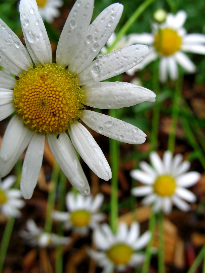 Leucanthemum vulgare, margerite photo