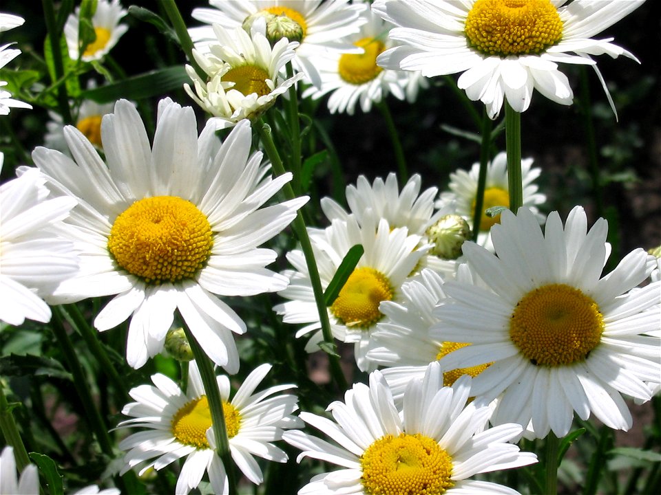 Flowers in Talitsa (Altai kray)