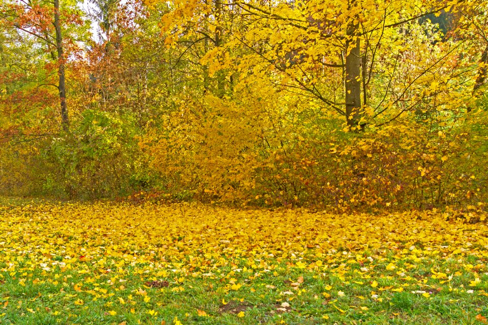 Fall foliage autumn colours fall color