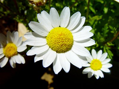 Image title: Three daisies
Image from Public domain images website, http://www.public-domain-image.com/full-image/flora-plants-public-domain-images-pictures/flowers-public-domain-images-pictures/daisi