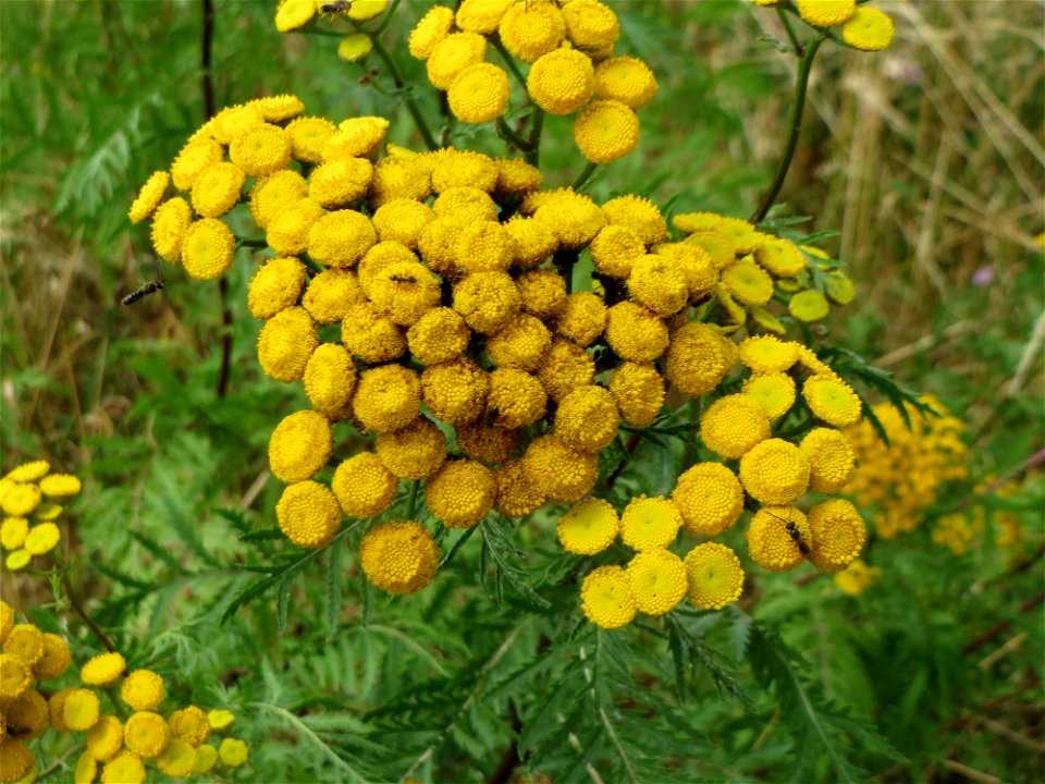 Rainfarn (Tanacetum vulgare) an der Elisabethenstraße bei Wiesbaden