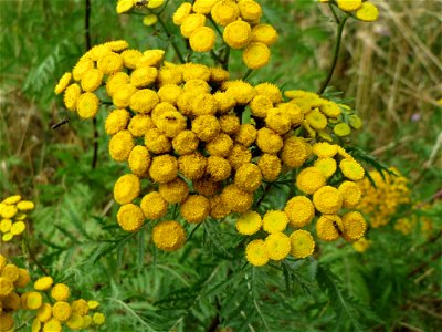 Rainfarn (Tanacetum vulgare) an der Elisabethenstraße bei Wiesbaden photo