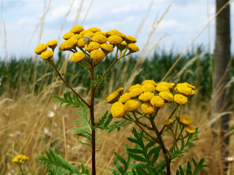 Rainfarn (Tanacetum vulgare) an der Elisabethenstraße bei Wiesbaden