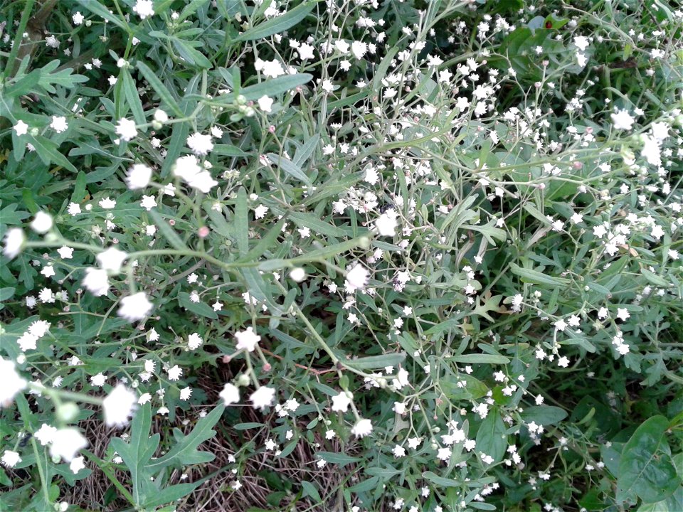 Botanical name - Parthenium hysterophorus
Common name - Whitetop Weed
Nativity : America
It was brought as a contaminant  to India in imported wheat ;  Triggers  allergies ; causes derm