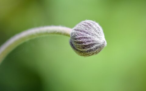Flower plant macro