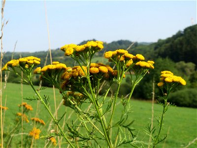 Rainfarn (Tanacetum vulgare) bei Schalkenmehren