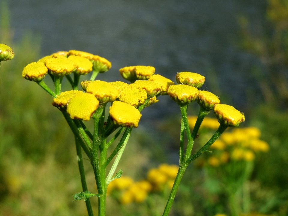 Rainfarn (Tanacetum vulgare) an der Mosel in Cochem