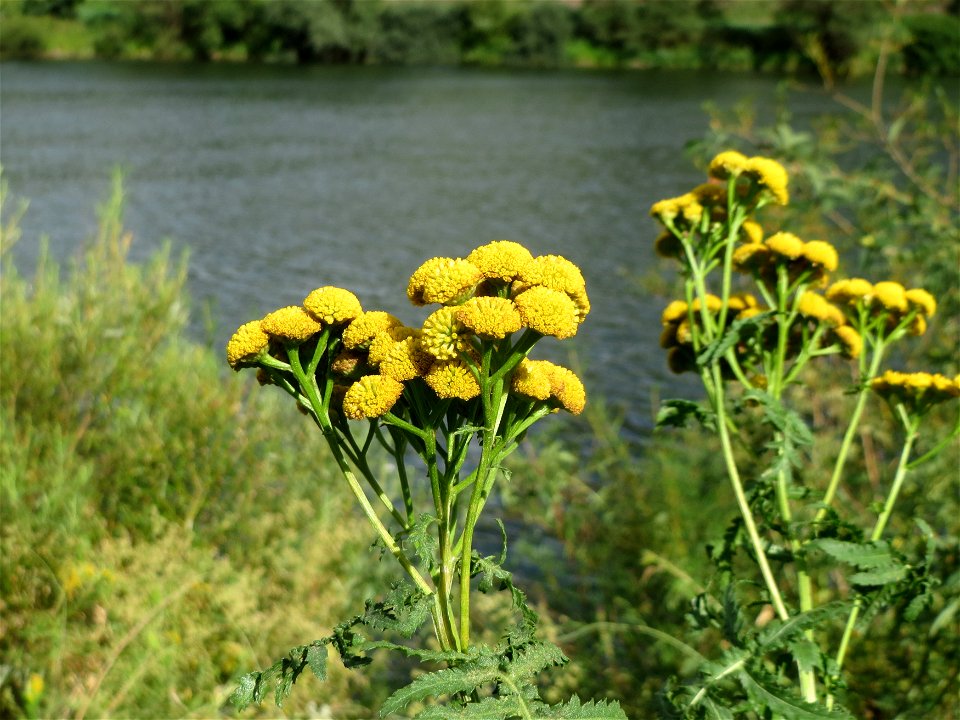 Rainfarn (Tanacetum vulgare) an der Mosel in Cochem