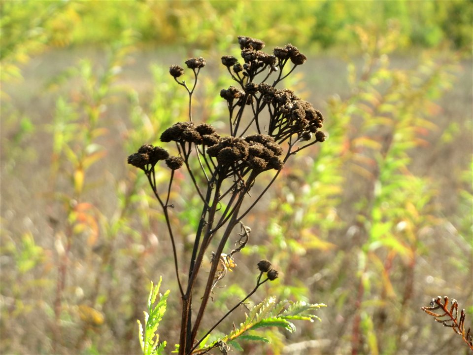 Rainfarn (Tanacetum vulgare) im Hockenheimer Rheinbogen
