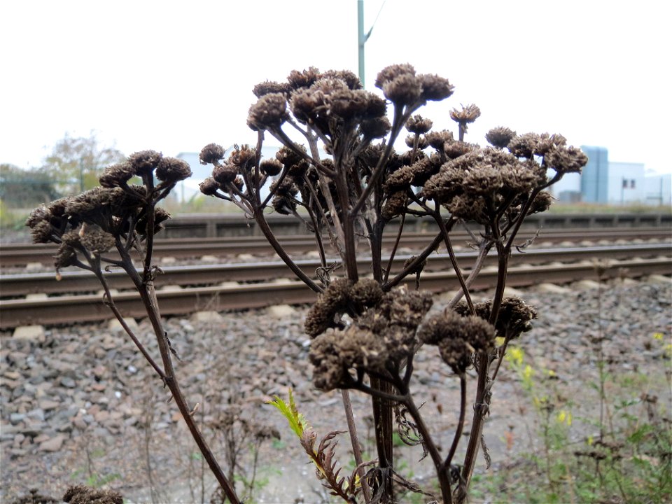 Rainfarn (Tanacetum vulgare) am Bahnhof Bruchmühlbach-Miesau