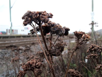 Rainfarn (Tanacetum vulgare) am Bahnhof Bruchmühlbach-Miesau