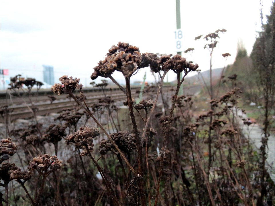 Rainfarn (Tanacetum vulgare) am Bahnhof Bruchmühlbach-Miesau