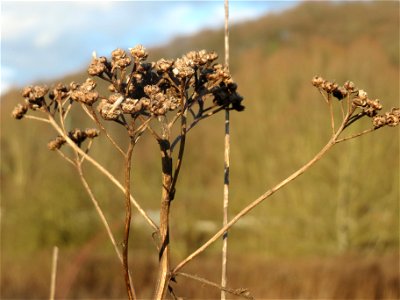 Rainfarn (Tanacetum vulgare) im Naturschutzgebiet "St. Arnualer Wiesen"