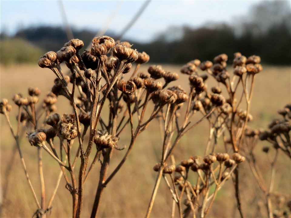 Rainfarn (Tanacetum vulgare) im Naturschutzgebiet "St. Arnualer Wiesen"
