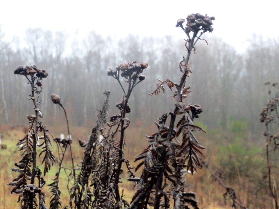 Rainfarn (Tanacetum vulgare) beim Steinbachschacht
