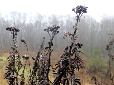 Rainfarn (Tanacetum vulgare) beim Steinbachschacht