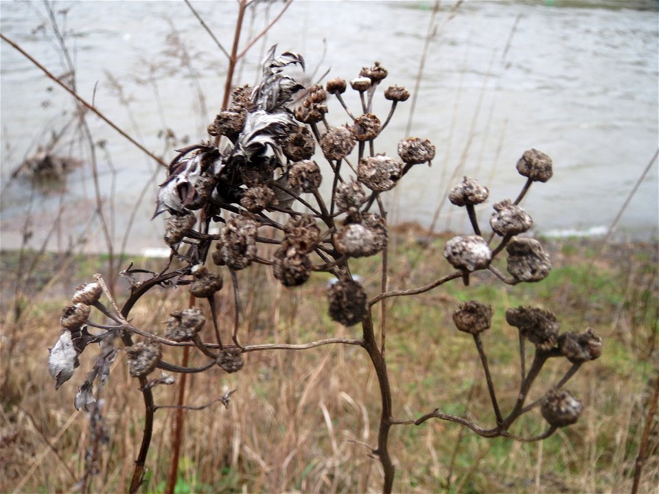 Rainfarn (Tanacetum vulgare) in der Saaraue Güdingen