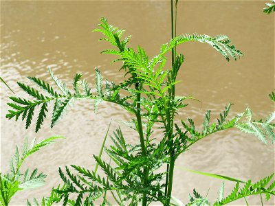 Rainfarn (Tanacetum vulgare) an der Saar in Saarbrücken